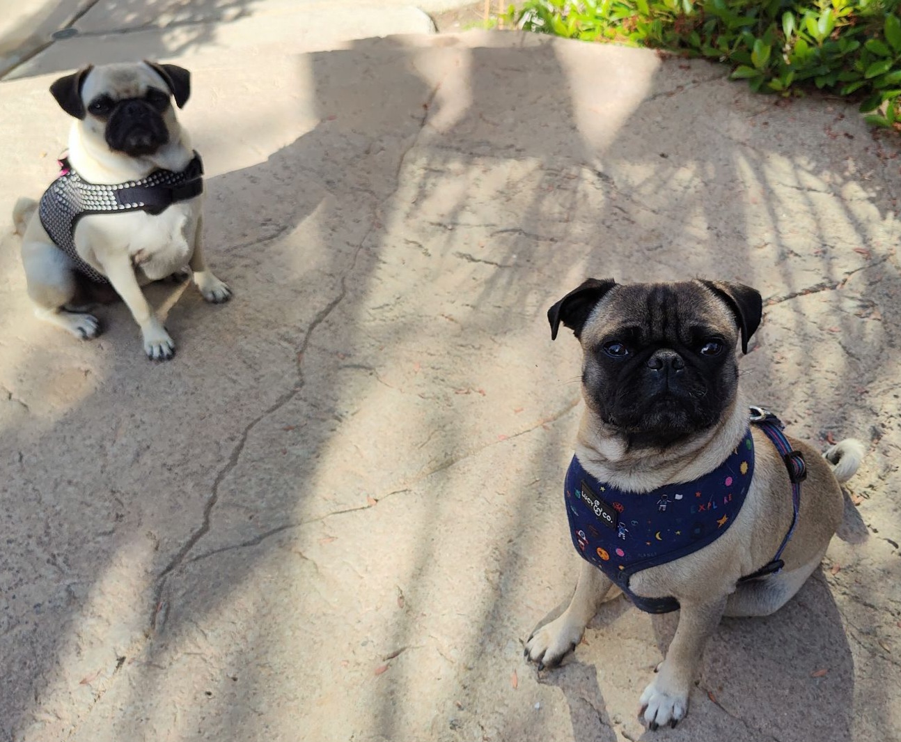 Mello & Lala
