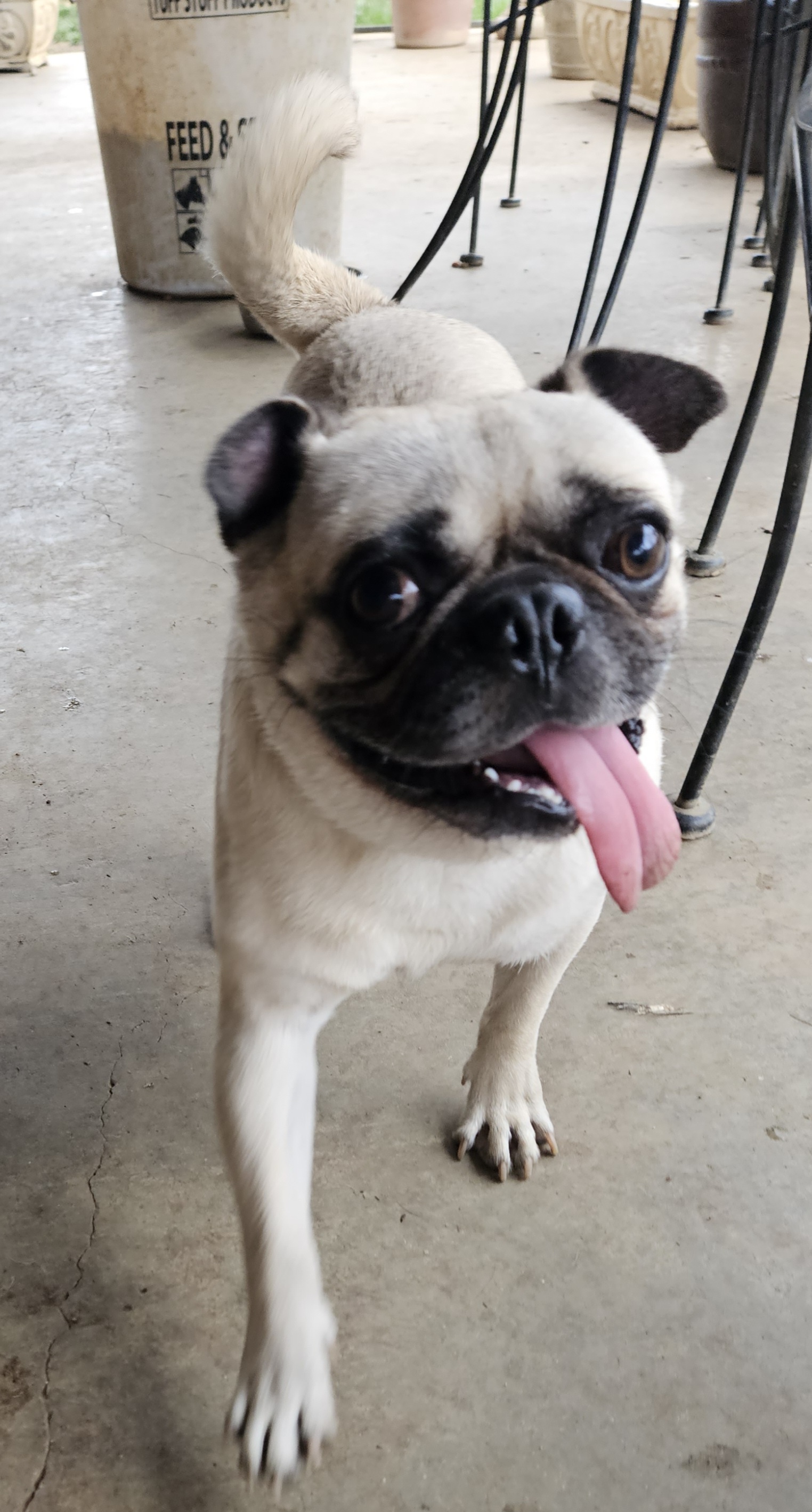 Kevin Puppy