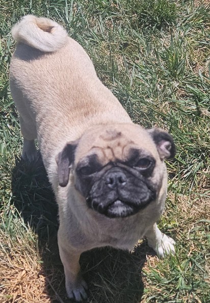 zoey