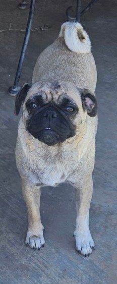 zoey