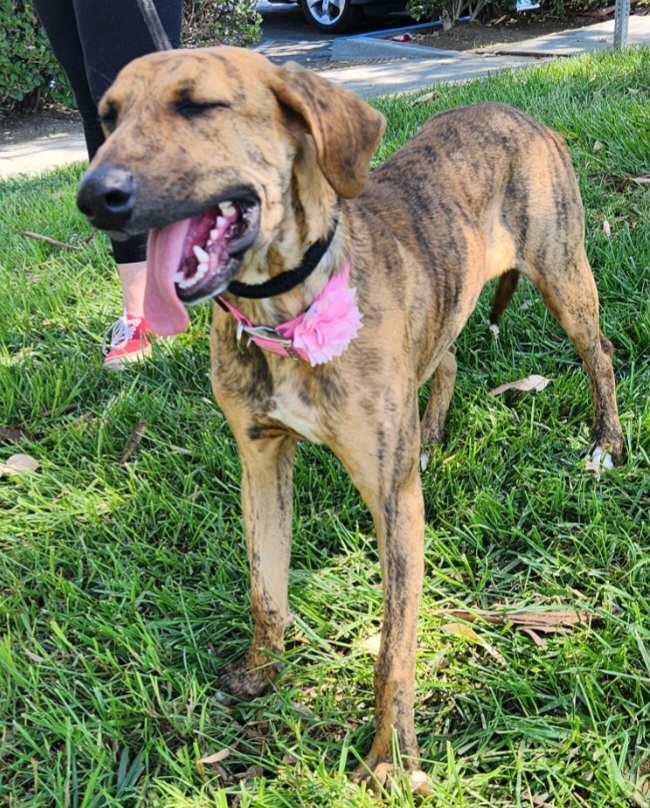 Brindle