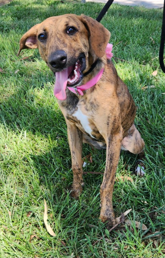 Brindle 1