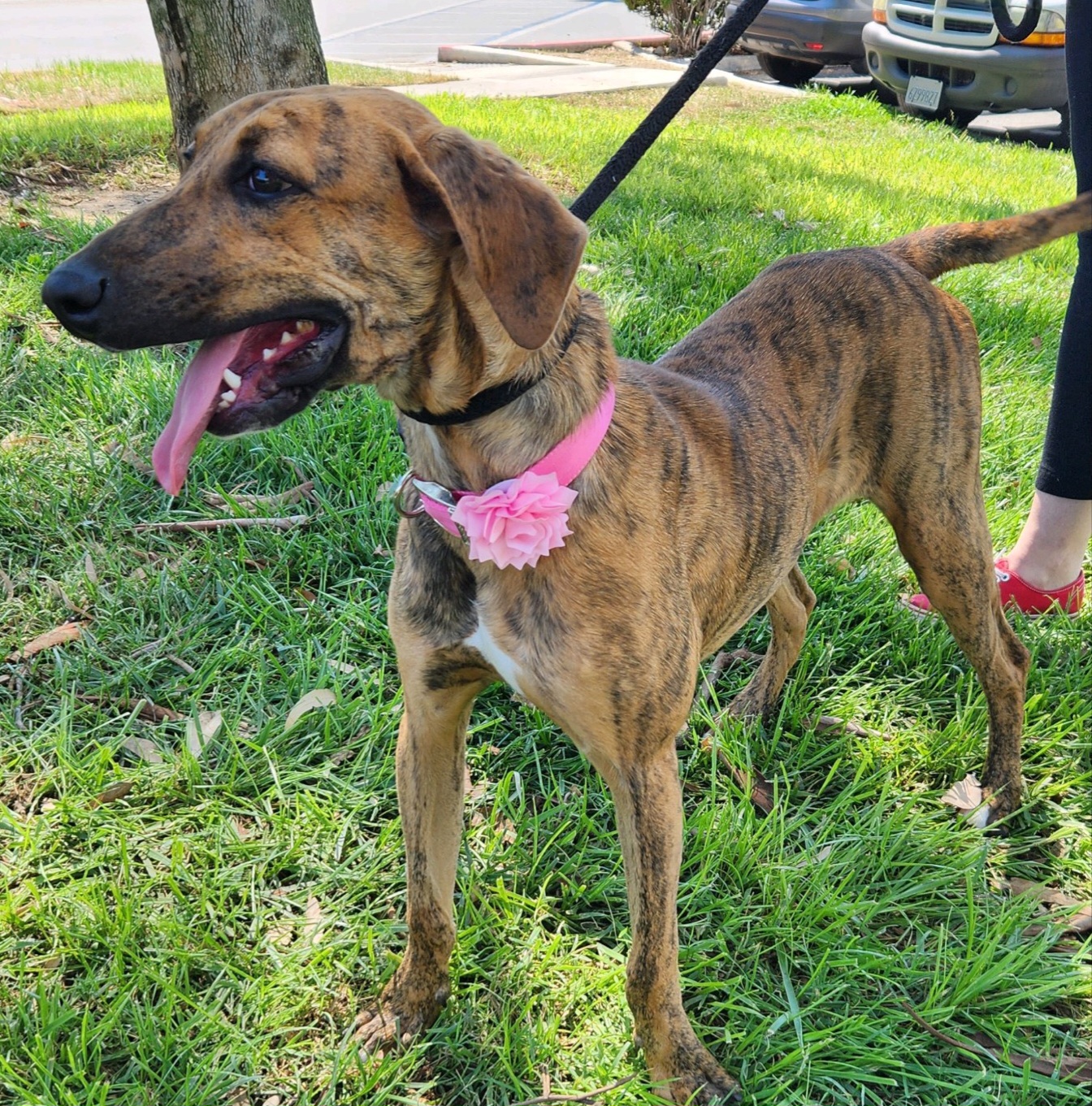 Brindle 2