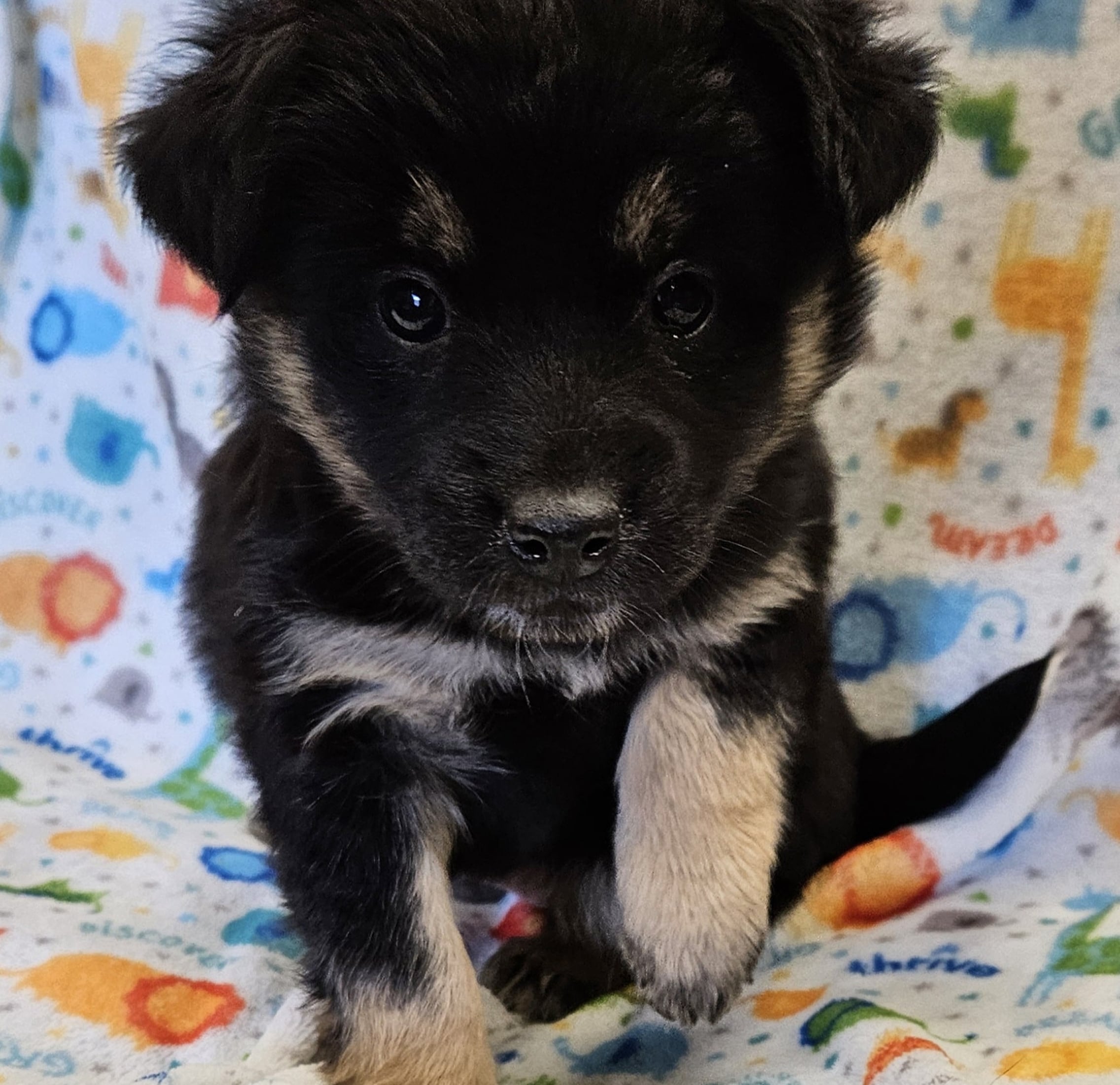 Teddy 2